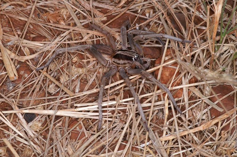 Miturga_ZZ345_D3440_Z_85_E. of Nuendah homestead_Australie.jpg